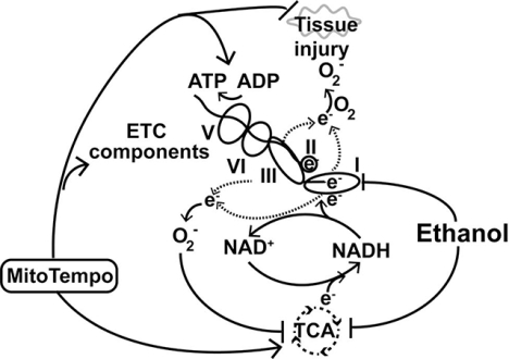 graphic file with name nihms-1545653-f0001.jpg