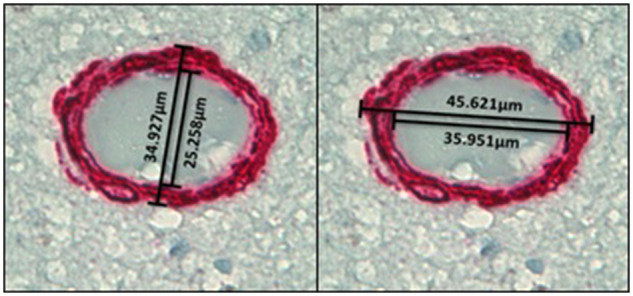 FIGURE 2.