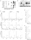 Figure 2. ABCB1 overexpression and TP53 mutation impart selective resistance to specific ADC payloads in neuroblastoma cells. A, Heatmap summarizing expression of common drug transporter and resistance genes across the neuroblastoma cell line panel. B, ABCB1 and BCL2 western blot of neuroblastoma cell line panel. C (left), Plots showing IC50 data in ABCB1 low versus high expressing neuroblastoma cell line cohorts for DNA (top), tubulin (middle), and DNA topoisomerase 1 (bottom) interacting payloads. NB-EbC1, NB69, NBL-S, and IMR-5 represent ABCB1 high expressing cell lines as indicated in B. C (middle), Plots showing IC50 data in TP53 mutant versus wild-type (WT) neuroblastoma cell line cohorts for DNA (top), tubulin (middle), and DNA topoisomerase 1 (bottom) interacting payloads. SK-N-AS, NB-SD, and NGP represent TP53 mutated cell lines as indicated in Table 2. C (right), Plots showing IC50 data in MYCN amplified (amp) versus MYCN non-amplified (NA) neuroblastoma cell line cohorts for DNA (top), tubulin (middle), and DNA topoisomerase 1 (bottom) interacting payloads. NB-SD, SMS-SAN, NB-1643, LA-N-5, CHP-134, NGP, and IMR-5 represent MYCN amplified cell lines as indicated in Table 2. D, NB69 DM1 (top) and MMAE (bottom) IC50s with and without co-treatment with the ABCB1 inhibitor tariquidar. E, Nb-EbC1 DM1 (top) and MMAE (bottom) IC50s with and without co-treatment with the ABCB1 inhibitor tariquidar. IC50 data in C represent the mean of at least 2 biological replicates. Horizontal lines in C represent cell line cohort median value. Data in D and E represent the mean ± SEM of at least three biological replicates. FPKM, Fragments Per Kilobase of transcript per Million mapped reads; MYCN amp, MYCN amplified cell lines; MYCN NA, MYCN non-amplified cell lines; WT, wild-type (*, P < 0.05; **, P < 0.01; ***, P < 0.001). See also Supplementary Fig. S1.