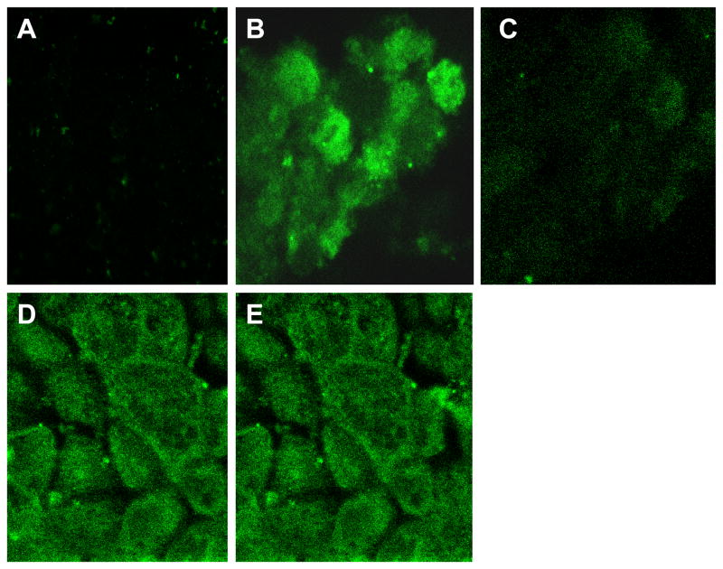 Fig. 12