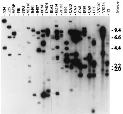 FIG. 1