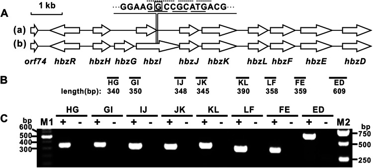 FIG 2