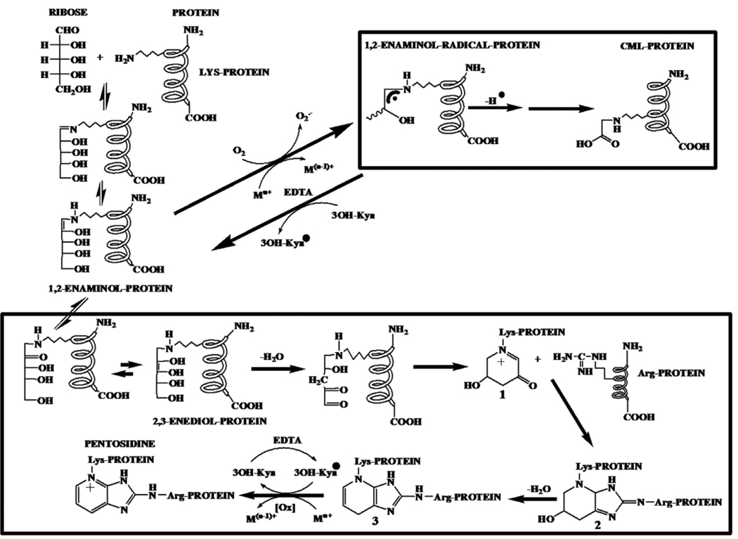 Scheme I