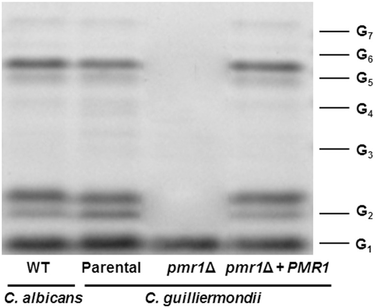 Figure 7