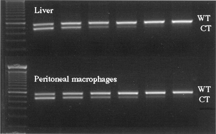 Figure 6.