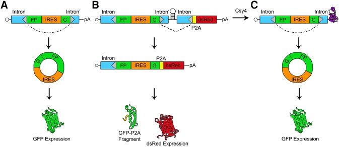 FIGURE 1.