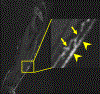Figure 8: