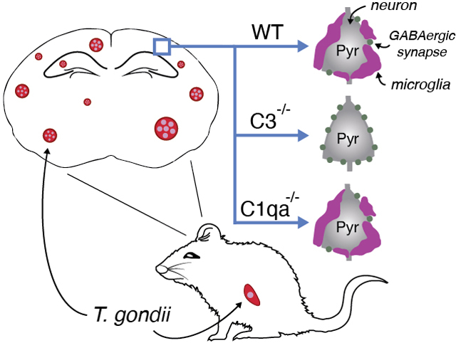 graphic file with name nihms-1877925-f0001.jpg