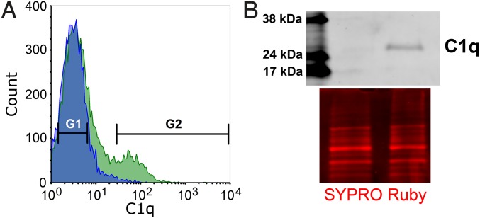 Fig. 2.