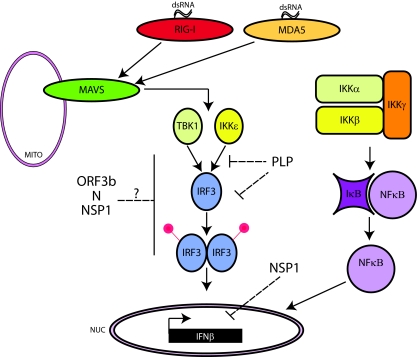 FIG. 2.