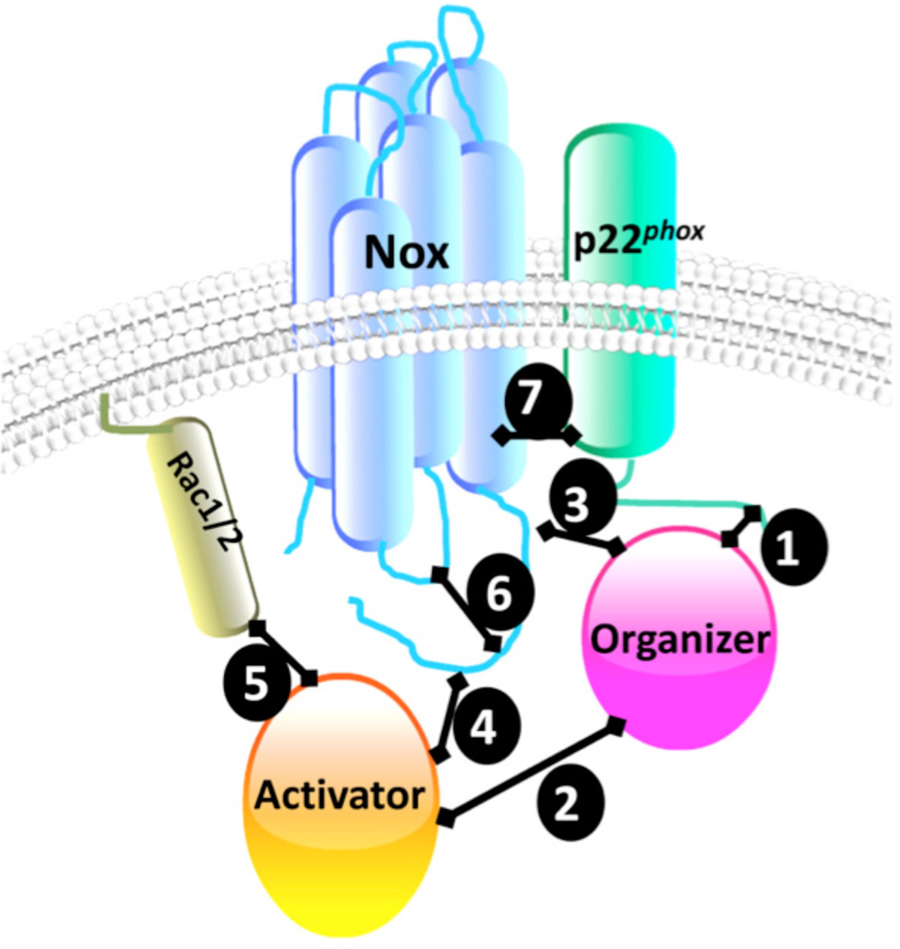 Fig. (1)