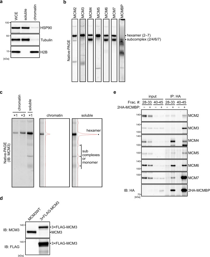 Figure 1—figure supplement 1.