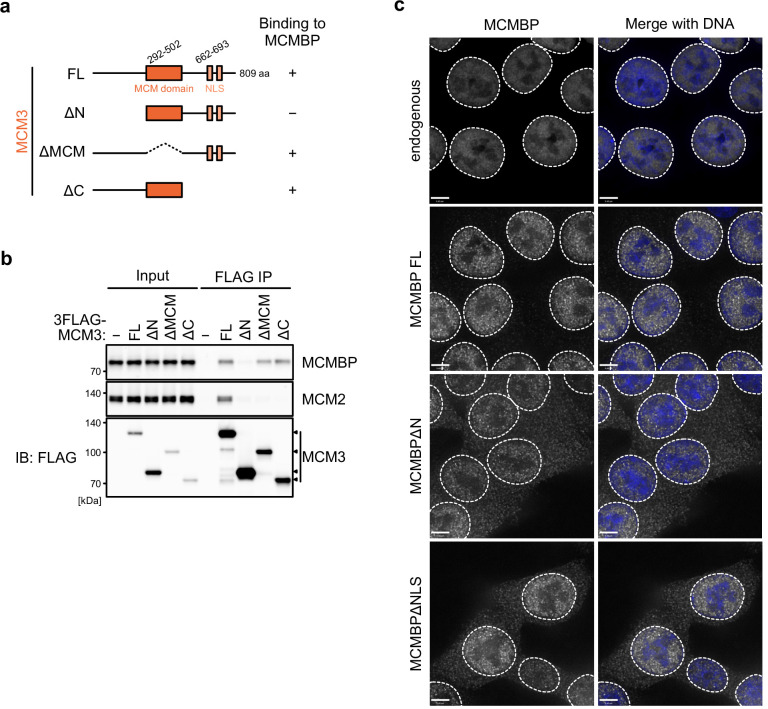 Figure 3—figure supplement 1.