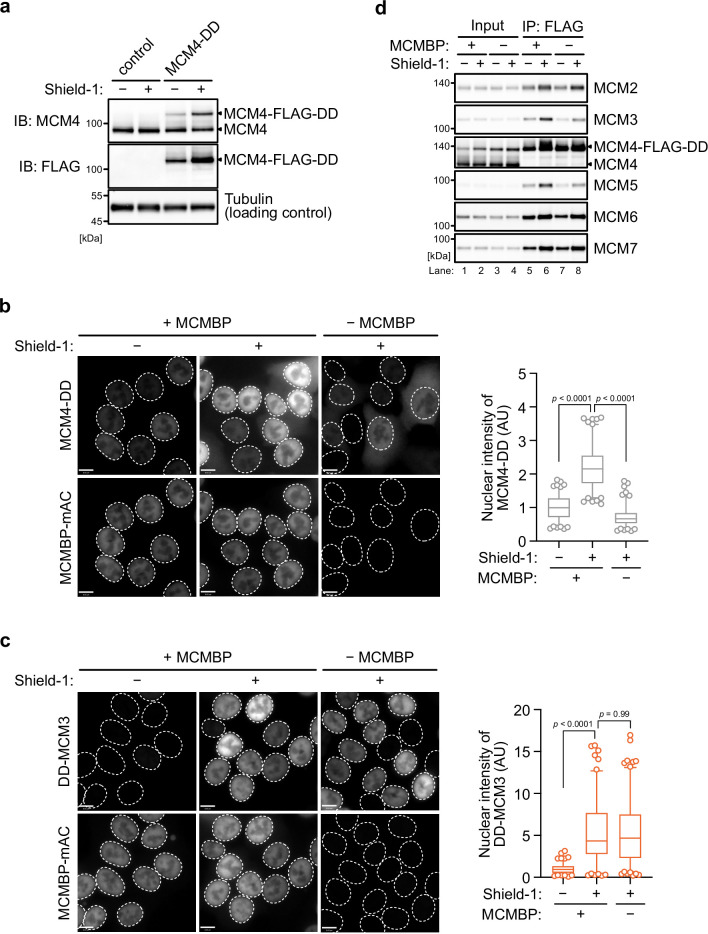 Figure 4—figure supplement 2.