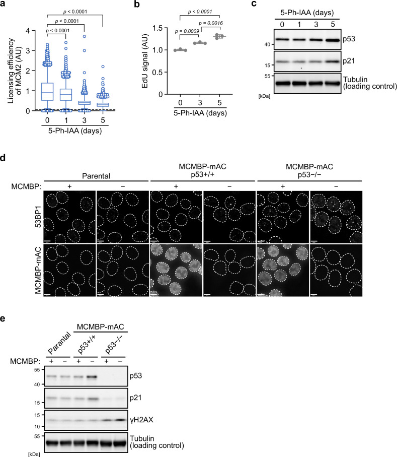 Figure 5—figure supplement 1.