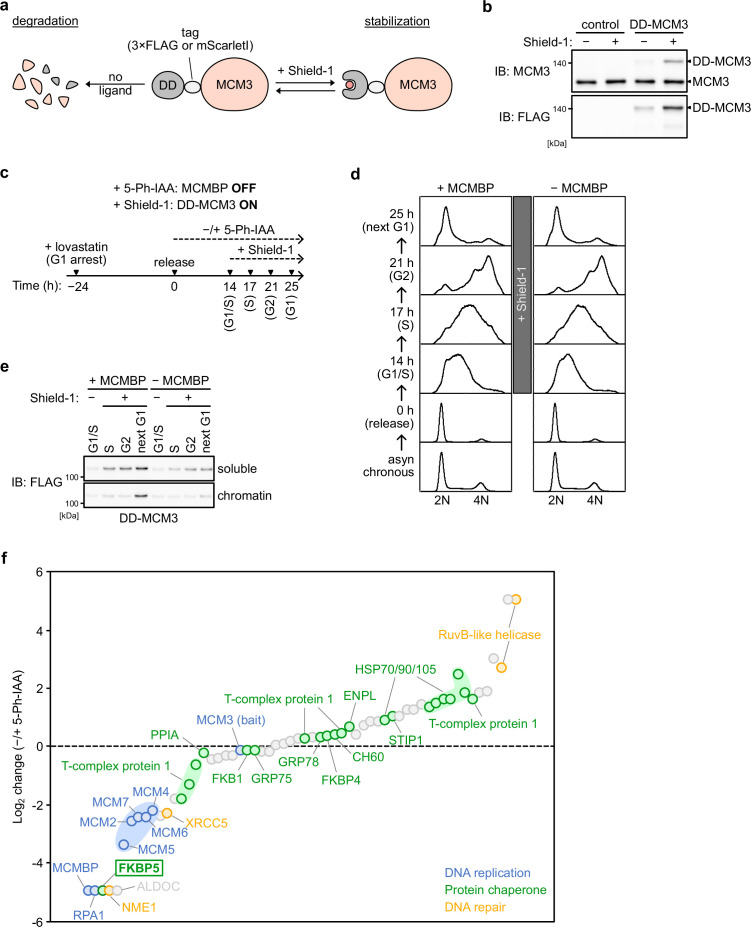 Figure 4—figure supplement 1.