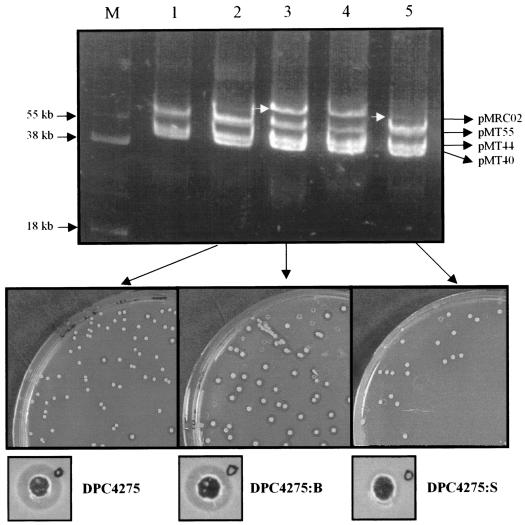 FIG. 1.