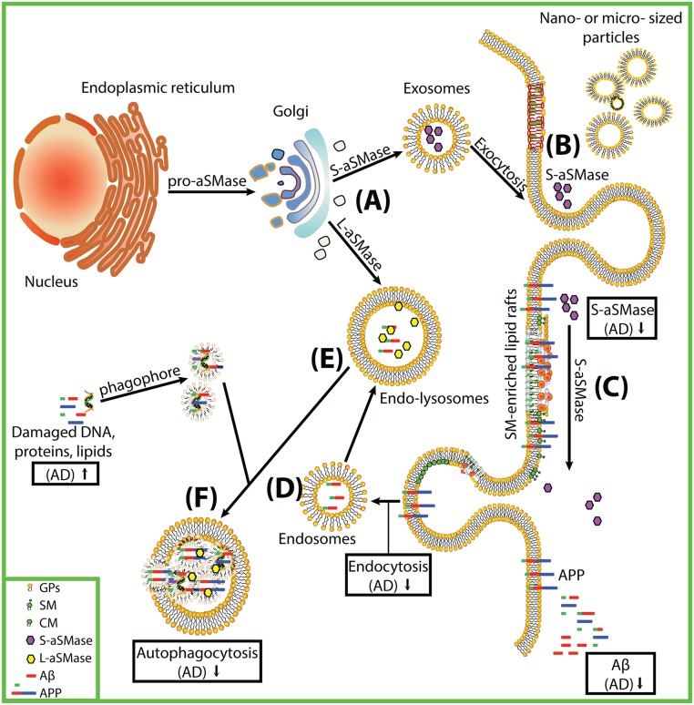 Fig 7