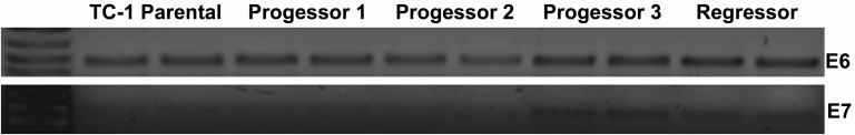 Fig. S1.