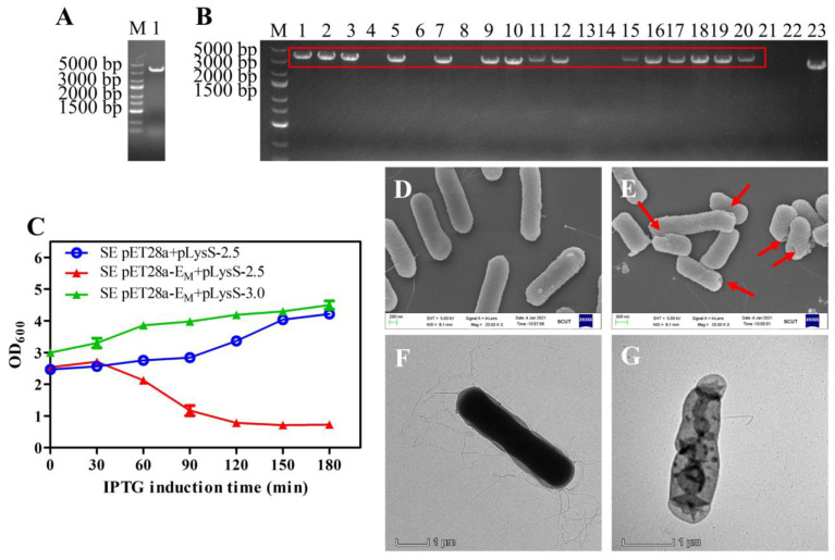 Figure 5