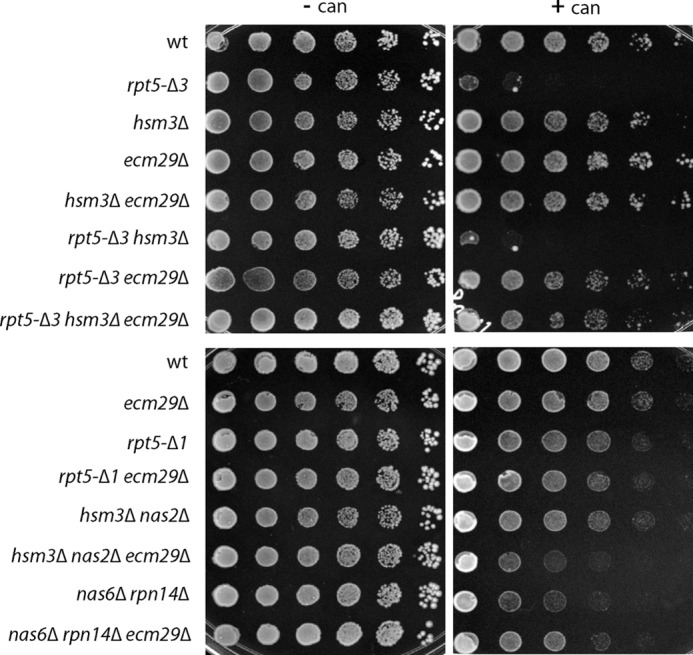 FIGURE 2.