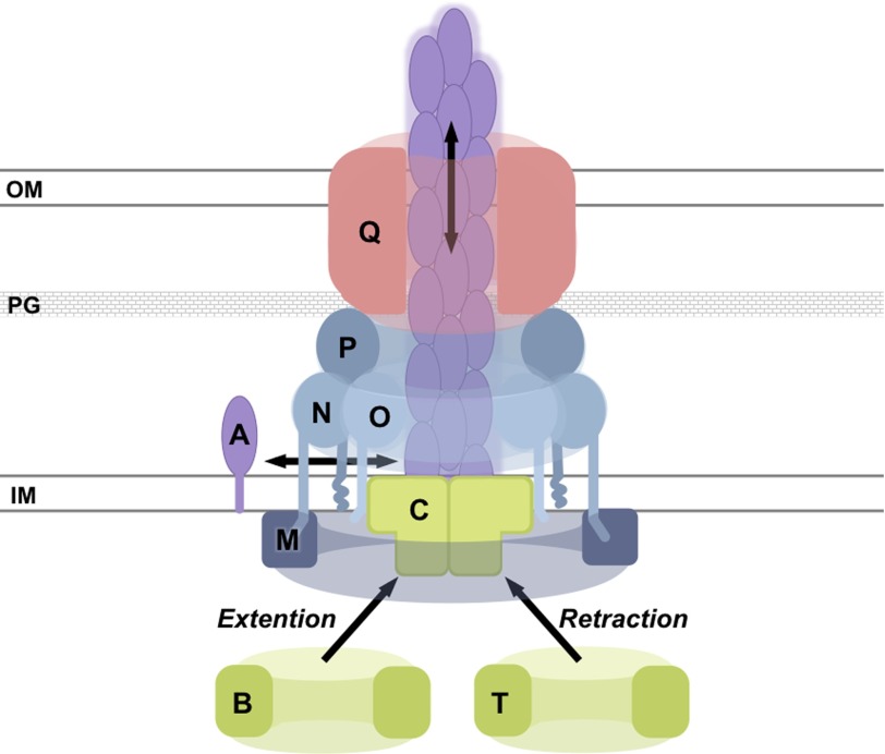 FIGURE 1.