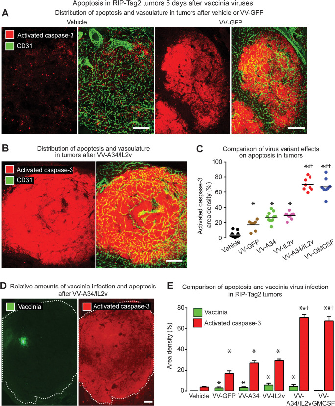 Figure 4. Apoptosis in RIP-Tag2 tumors 5 days after vaccinia virus variants. A and B, Staining for apoptosis (activated caspase-3, red) and blood vessels (CD31, green). A, Confocal microscopic images show little apoptosis after vehicle, widespread apoptosis after reference virus VV-GFP, and even more extensive apoptosis after combination virus VV-A34/IL2v. B, Widespread apoptosis after VV-A34/IL2v. C, Activated caspase-3 in tumors of each mouse after virus or vehicle. Values after VV-GFP or A34K151E substitution virus VV-A34 were similar to one another but significantly greater than after vehicle. By comparison, values after VV-A34/IL2v or VV-GMCSF were significantly greater than after the other viruses. D, Fluorescence microscopic images of tumor after VV-A34/IL2v compare focal staining for vaccinia (green) to widespread staining for activated caspase-3 (red) in adjacent sections (white dotted line outlines tumor border). E, Staining for vaccinia (green bars) and activated caspase-3 (red bars) after vehicle and five virus variants show consistently larger amounts of apoptosis than vaccinia infection, where the ratios ranged from 6 for VV-GFP, to 16 for VV-A34/IL2v, to 143 for VV-GMCSF. ANOVA: P < 0.05 compared with vehicle*, VV-GFP#, or VV-IL2v†. Vehicle (N = 18), VV-GFP (N = 7), VV-A34 (N = 11), VV-IL2v (N = 10), VV-A34/IL2v (N = 8), VV-GMCSF (N = 8). Scale bar, 200 μm in all images.