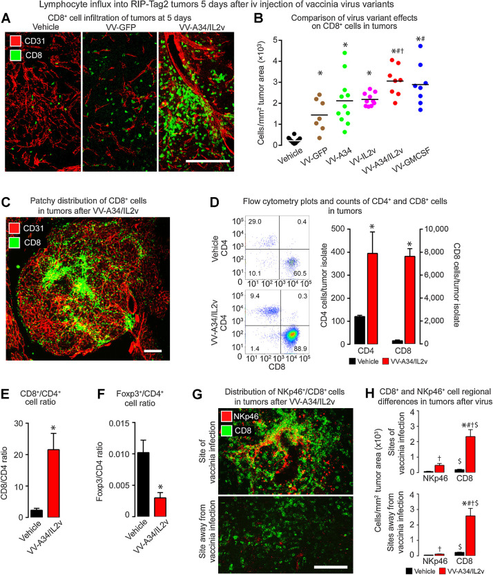 Figure 3. CD8+ T cells in RIP-Tag2 tumors 5 days after vaccinia virus variants. A, Confocal microscopic images show CD8+ cells (green) were sparse in the control (Vehicle), more numerous after reference virus VV-GFP, and even more abundant after virus VV-A34/IL2v. Blood vessels (CD31, red). B, CD8+ cell numerical densities show greater values after all viruses than after vehicle, and greater values after VV-A34/IL2v or VV-GMCSF than other viruses. ANOVA: P < 0.05 compared to vehicle*, VV-GFP#, or VV-IL2v†. Vehicle (N = 18), VV-GFP (N = 7), VV-A34 (N = 11), VV-IL2v (N = 10), VV-A34/IL2v (N = 8), VV-GMCSF (N = 8). C, Fluorescence microscopic image of CD8+ cell clusters (green) and blood vessels (CD31, red) after VV-A34/IL2v. D and E, Flow cytometry data compare CD4+ cells and CD8+ cells identified as the live cell fraction sorted as CD45+/CD19−/NK1.1−/CD11b−/TCRB+ cells from RIP-Tag2 tumors after vehicle or VV-A34/IL2v. D, Flow cytometry dot plots and bar graphs show increases in CD4+ cells and CD8+ cells after the virus, but CD8+ cells predominated. E, CD8+ cell/CD4+ cell ratios reflect the dominance of CD8+ cells after the virus. F, Foxp3+ cell/CD4+ cell ratios show the large decrease in proportion of Foxp3+ cells after the virus. Flow cytometry counts confirmed the small, unchanged number of Foxp3+ cells (1.3 ± 0.5 virus; 1.2 ± 0.2 vehicle) and increase in CD4+ cells (395 ± 93 virus*; 120 ± 6 vehicle) after the virus. Student's t test: P < 0.05 compared with vehicle*. N = 3 mice/group. G and H, CD8+ and NKp46+ cell distribution in tumors after vehicle or VV-A34/IL2v. G, Confocal microscopic images of CD8+ cells (green) and NKp46+ cells (red) in regions of infection (top) and without infection (bottom). H, CD8+ and NKp46+ cell numerical densities in the two regions. ANOVA: P < 0.05 compared with vehicle* (same cell type) and corresponding value for NKp46+ cells#. Student's t test: P < 0.05 compared with vehicle† and corresponding value for NKp46+ cells$. N = 5 mice/group. Scale bars, 200 μm in all images.