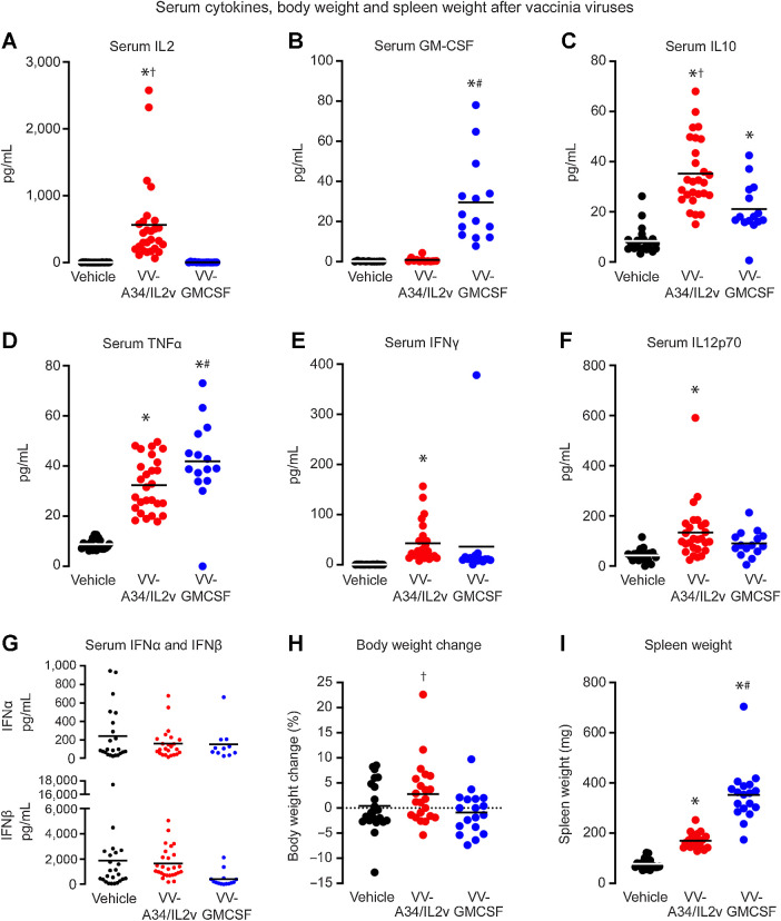 Figure 5. Serum cytokines (pg/mL) and spleen and body weights of RIP-Tag2 mice at 5 days after vehicle, VV-A34/IL2v, or VV-GMCSF. A and B, Elevated levels of IL2 after VV-A34/IL2v (A) and GM-CSF after VV-GMCSF (B) fit with expression of these cytokines by the respective viruses. C–G, Serum IL10 (C), TNFα (D), IFNγ (E), and IL12p/70 (F) were increased after one or both viruses, but serum type I IFNs, IFNα (G, top) and IFNβ (G, bottom) were similar to vehicle after both viruses (values for these and other cytokines are in Supplementary Table S2). ANOVA: P < 0.05 compared with vehicle* (N = 11–24), VV-GMCSF† (N = 14–15), or VV-A34/IL2v# (N = 12–27). H, Percent body weight gain (mean ± SEM) over 5-day experiment was greater for mice after VV-A34/IL2v (N = 22) than after VV-GMCSF (N = 18), but did not differ from mice that received vehicle (N = 22). Student's t test: P < 0.05 compared with VV-GMCSF†. I, Spleen weight after VV-A34/IL2v (N = 20) was greater than after vehicle (N = 20) but less than after VV-GMCSF (N = 18). ANOVA: P < 0.05 compared with vehicle* or VV-A34/IL2v#.