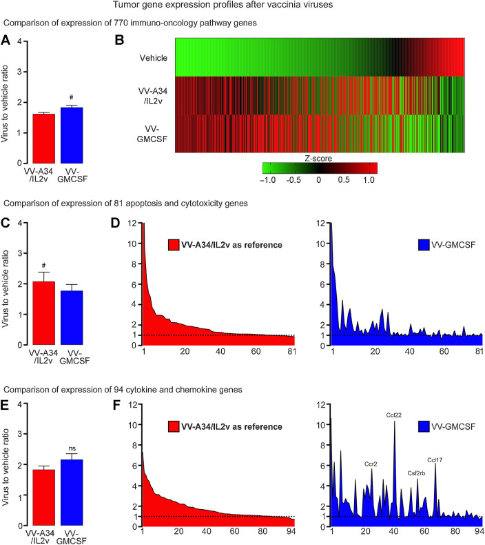 Figure 6. Gene expression profiles in RIP-Tag2 tumors 5 days after VV-A34/IL2v (red) or VV-GMCSF (blue) relative to vehicle. A and B, Expression of 770 immuno-oncology pathway genes after the two viruses compared as groups (A) and as heatmaps that show mean expression of genes converted into Z-scores (B). C and D, Expression of 81 apoptosis and cytotoxicity genes (Supplementary Table S3) compared as groups (C) and ranked from greatest to least ratio of VV-A34/IL2v to vehicle (D, left), with the same rank order used for the genes after VV-GMCSF (D, right). Value for granzyme A (Gzma) in D after VV-A34/IL2v (23.33) or VV-GMCSF (13.91) exceeded the y-axis maximum of 12 and is truncated. E and F, Expression of 94 cytokine, chemokine, and related genes (Supplementary Table S4) compared as groups (E) and ranked (F) as in C and D. High values for Ccr2, Ccl22, Csf2rb, and Ccl17 after VV-GMCSF are labeled (F, right). Wilcoxon signed-rank test: #, P < 0.05 for genes compared as groups. NS, not significant. Error bars show SEM. Vehicle (N = 5), VV-A34/IL2v (N = 5), 4 VV-GMCSF (N = 4). Horizontal dotted line marks value for vehicle group normalized to 1.0. Expression analyzed by NanoString Mouse PanCancer IO 360 Panel.