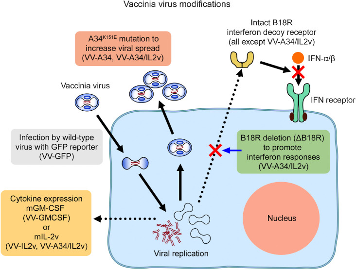 Figure 1. Genetic modifications of vaccinia viruses. Diagram illustrating the mutations, deletions, and cytokine gene insertions and intended consequences in the five vaccinia virus variants. Reference virus VV-GFP had viral TK deletion by insertion of genes for GFP and firefly luciferase-2A as reporters. Virus VV-A34 was similar to VV-GFP but also had the A34K151E amino acid substitution to facilitate viral spread by increasing extracellular enveloped virus (6). Virus VV-IL2v had TK deletion by insertion of the gene for the soluble mouse IL2 variant (mIL2v; ref. 34). Virus VV-GMCSF had TK inactivated by insertion of the gene for mouse GM-CSF (mGM-CSF) and an LacZ reporter gene (37, 38). Virus VV-A34/IL2v had a combination of the A34K151E substitution, TK deletion by mIL2v gene insertion, B18R viral gene deletion (ΔB18R) to prevent expression of a decoy receptor that can diminish antitumor effects of IFNα, IFNβ, and other type I IFNs (12, 14), and HSV TK.007 gene insertion as a reporter (not shown).