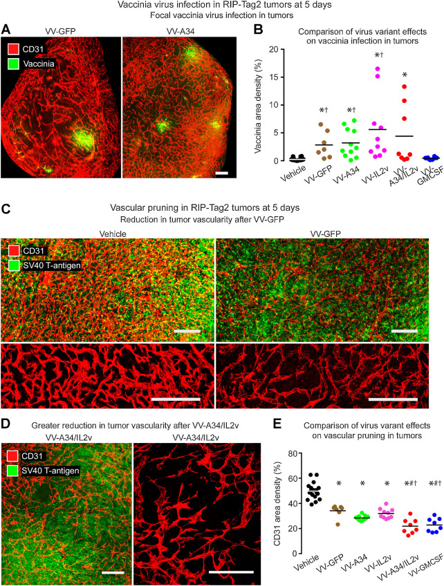 Figure 2. Staining for vaccinia virus and vasculature in RIP-Tag2 tumors 5 days after i.v. injection of vaccinia virus variants. A, Fluorescence microscopic images of staining for vaccinia (green) and blood vessels (CD31, red) after VV-GFP (left) or VV-A34 (right). B, Mean area density of vaccinia for all tumors in each mouse. Vaccinia staining after reference virus VV-GFP (2.8%) or virus VV-A34 (3.2%) was similar to one another but greater than the control (Vehicle). Values after VV-IL2v (5.6%) and VV-A34/IL2v (4.4%) tended to be greater but were not significantly different from VV-GFP. However, values for VV-GFP, VV-A34, and VV-IL2v were greater than for VV-GMCSF (0.5%). Student's t test: P < 0.05 compared with vehicle* or VV-GMCSF†. C-D, Confocal microscopic images of vasculature (CD31, red) and tumor cells (SV40 T-antigen, green). C, Dense vasculature of control tumor (Vehicle) compared with pruned vasculature after VV-GFP, shown with tumor cells (low magnification, top) and vessels alone (higher magnification, bottom). D, Greater reduction in tumor vascularity after VV-A34/IL2v, where the sparse vasculature is shown with tumor cells (left) and alone (higher magnification, right). E, Measurements revealed reduced vascularity after all viruses and significantly lower values after VV-A34/IL2v or VV-GMCSF. ANOVA: P < 0.05 compared to vehicle*, VV-GFP#, or VV-IL2v†. Mice per group: Vehicle (N = 18), VV-GFP (N = 7), VV-A34 (N = 11), VV-IL2v (N = 10), VV-A34/IL2v (N = 8), VV-GMCSF (N = 8). Scale bar, 200 μm in all images.