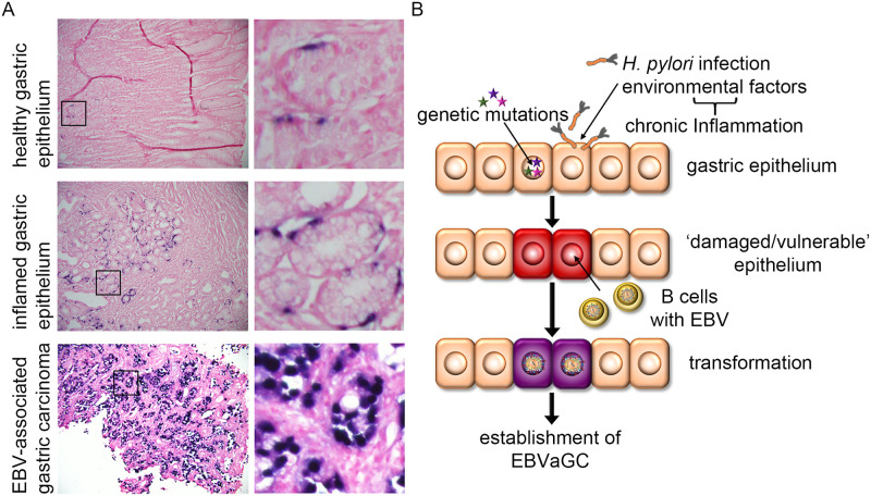 Fig 6