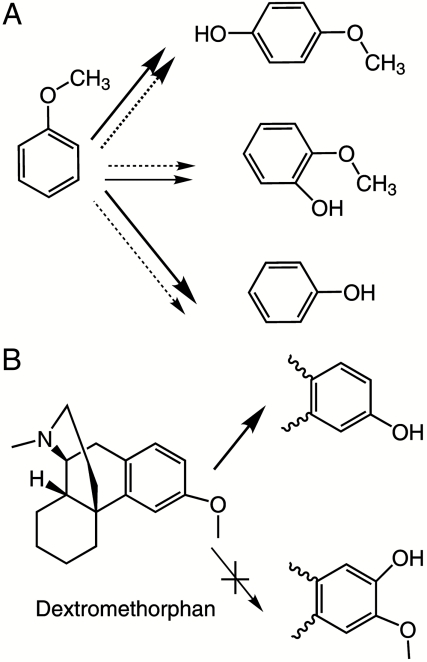 Scheme 1.