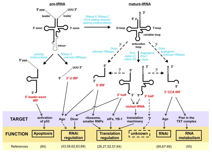 graphic file with name rna-10-1798-g1.jpg