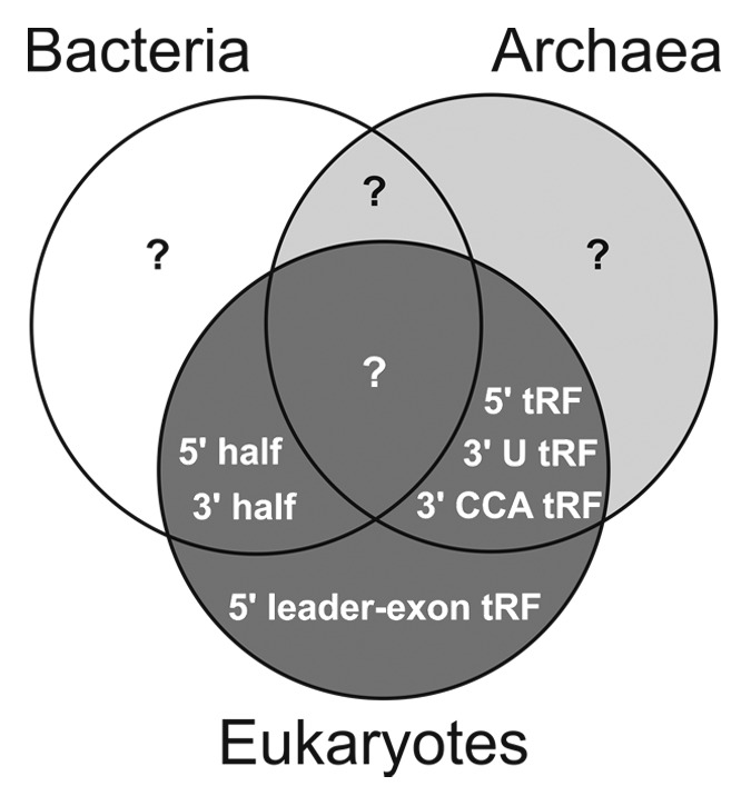 graphic file with name rna-10-1798-g2.jpg