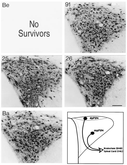 FIG. 7