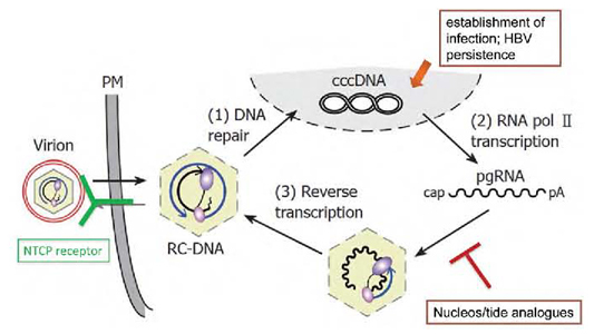 Figure 2: