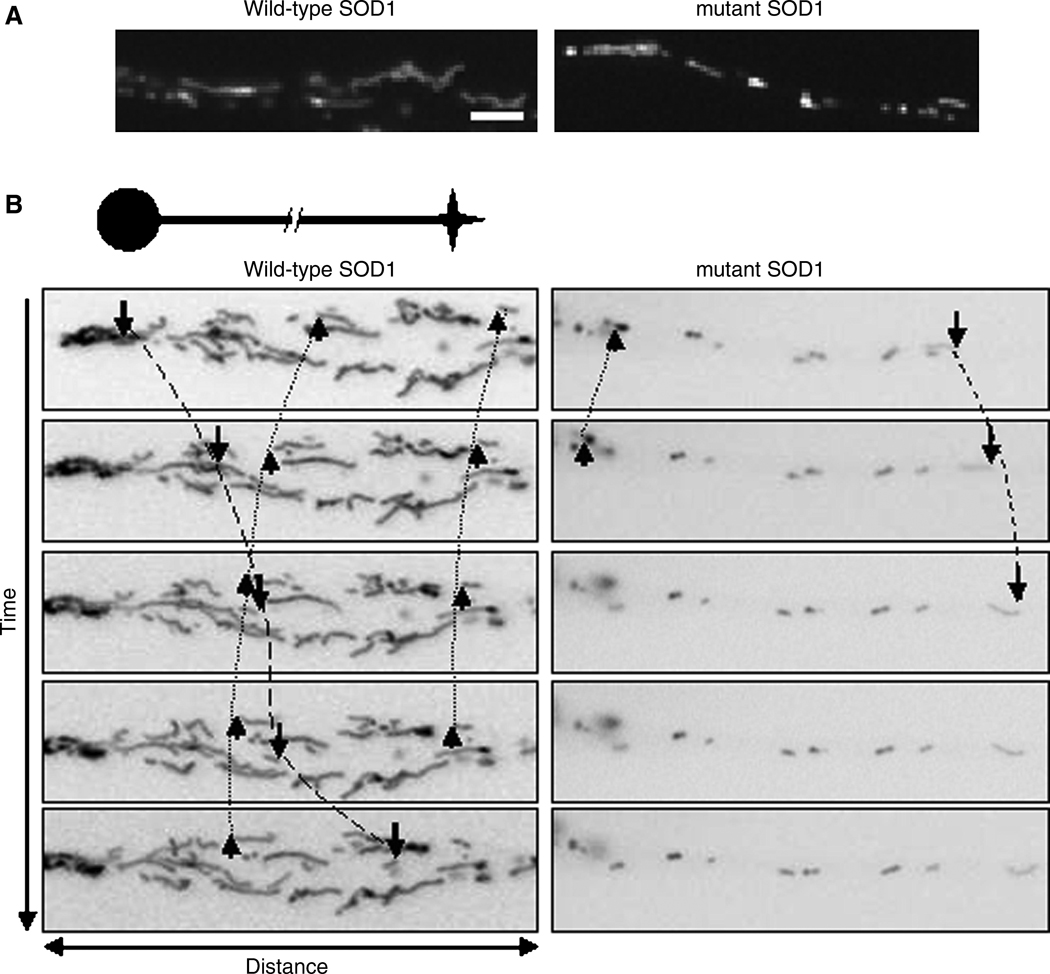 FIG. 1