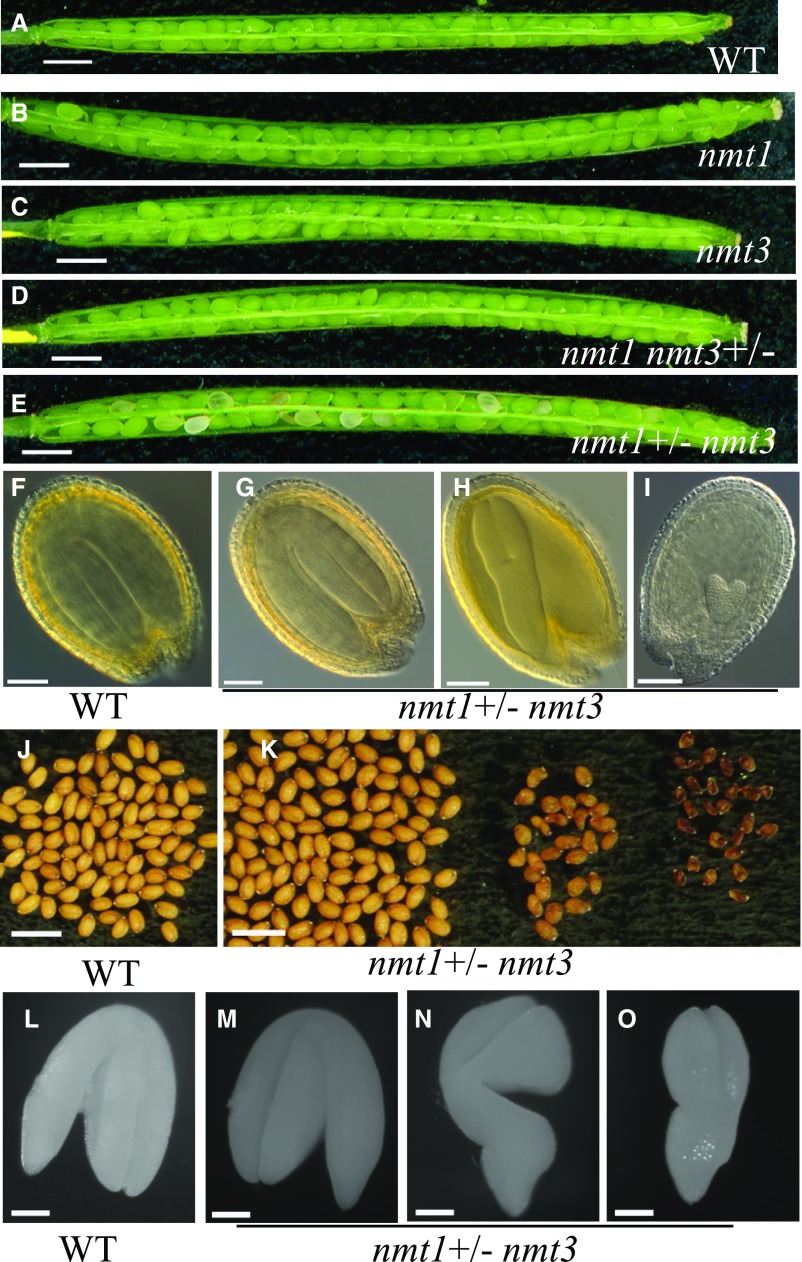 Figure 10.