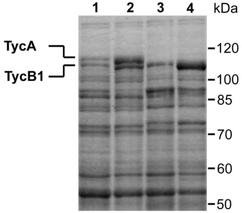 FIG. 5.