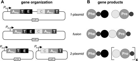 FIG. 2.