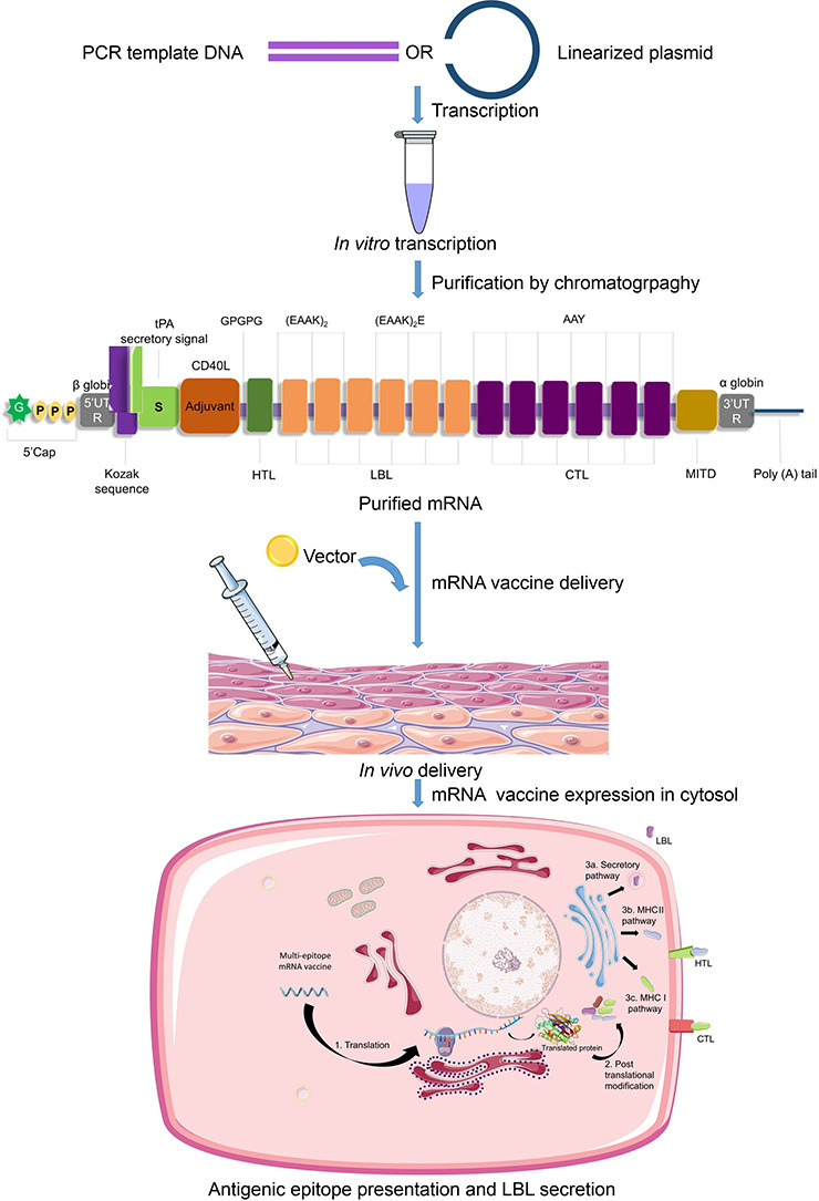 Unlabelled Image