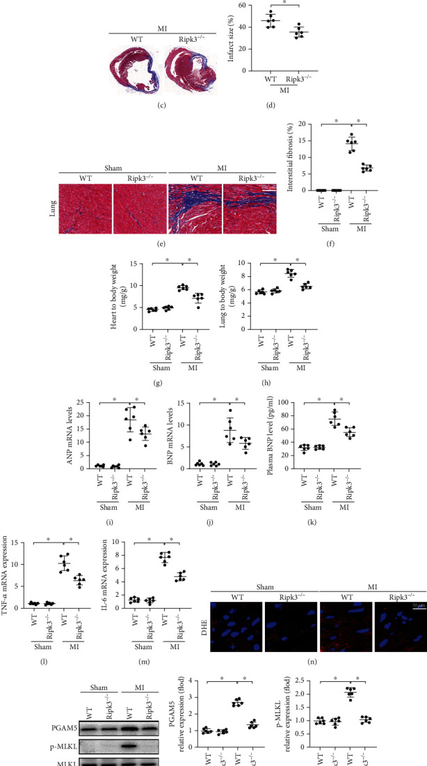 RIPK3 Induces Cardiomyocyte Necroptosis via Inhibition of AMPK-Parkin ...