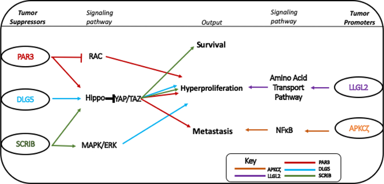 Figure 2: