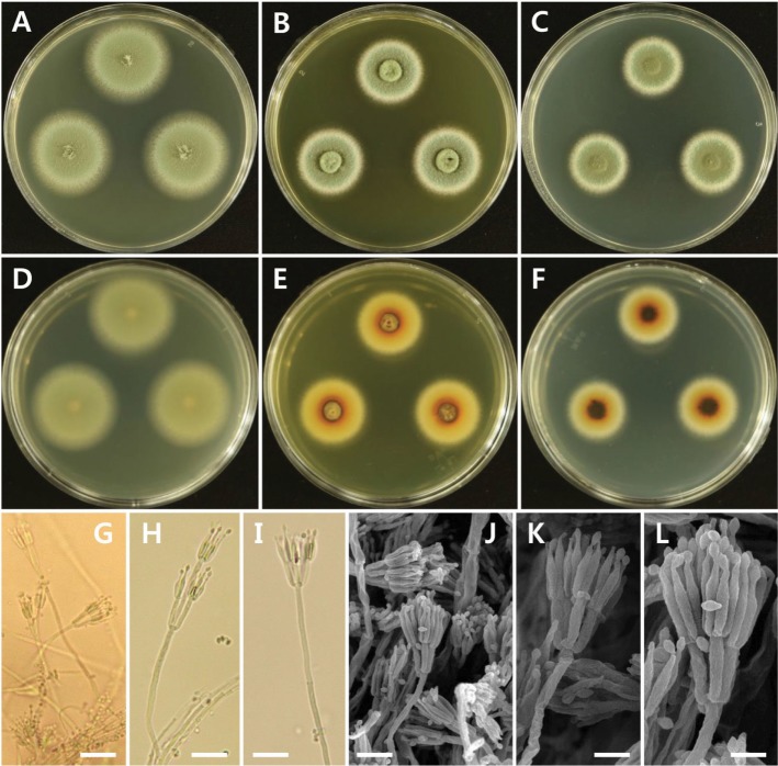 Fig. 5