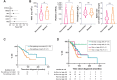 Figure 6. Impact of Ras pathway gene mutations on clinical presentation in MF. Clinical characteristics of patients with Ras pathway gene (see list of genes in Supplemental materials) mutations were compared with those with wild-type genes. A, VAF of Ras pathway mutations in MF patients (CBL n = 17, CUX1 n = 3, KRAS n = 17, NF1 n = 9, NRAS n = 24, PTPN11 n = 5). B, WBC, platelets, hemoglobin, and spleen size measured by physical exam, respectively. Differences in WBC count (P = 0.015) and platelets (P = 0.03) were significant. C, The overall survival of patients with Ras pathway mutations compared with patients without these mutations (P = 0.0154). D, The overall survival of older and younger patients, >60 and ≤60 years, with and without Ras pathway mutations (P = 0.0078).