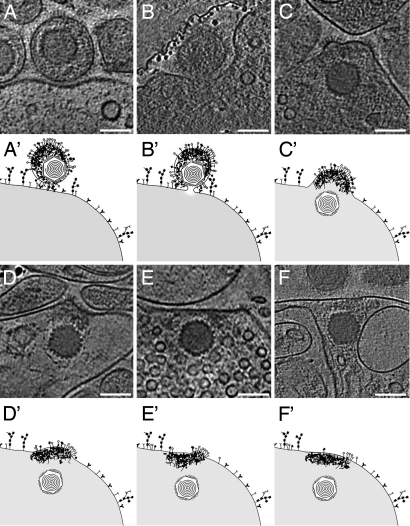 Fig. 3.