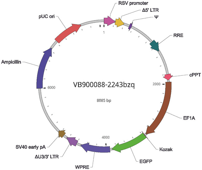 Supplementary Fig. 2