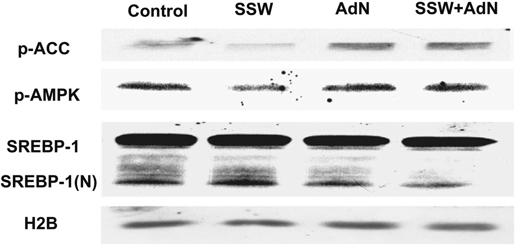 Fig. 9